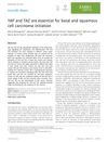 YAP And TAZ Are Essential For Basal And Squamous Cell Carcinoma Initiation