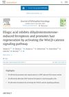 Ellagic Acid Inhibits Dihydrotestosterone-Induced Ferroptosis and Promotes Hair Regeneration by Activating the Wnt/Beta-Catenin Signaling Pathway