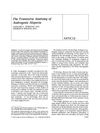 The Transverse Anatomy of Androgenic Alopecia