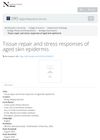 Tissue Repair and Stress Responses of Aged Skin Epidermis