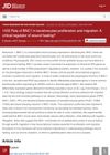 Role of BNC1 in Keratinocytes Proliferation and Migration: A Critical Regulator of Wound Healing?