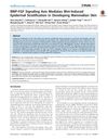 BMP-FGF Signaling Axis Mediates Wnt-Induced Epidermal Stratification in Developing Mammalian Skin