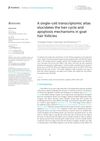 A Single-Cell Transcriptomic Atlas Elucidates the Hair Cycle and Apoptosis Mechanisms in Goat Hair Follicles