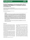 Functional Identification of the Phosphorylation Sites of Arabidopsis PIN-FORMED3 for Its Subcellular Localization and Biological Role