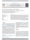The Structure of the Amorphous Matrix of Keratins