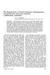 The Regeneration of Caudal Epidermal Specializations in Lygodactylus Picturatus Keniensis (Gekkonidae, Lacertilia)