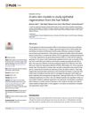 In Vitro Skin Models to Study Epithelial Regeneration from the Hair Follicle
