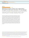 Mechanical Stretch Induces Hair Regeneration Through the Alternative Activation of Macrophages