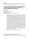 Immunohistochemistry Study of Pentoxifylline in the Treatment of Alopecia Induced by Cyclophosphamide in Male Rats