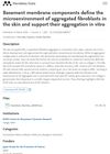 Basement Membrane Components Define the Microenvironment of Aggregated Fibroblasts in the Skin and Support Their Aggregation In Vitro