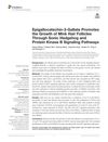 Epigallocatechin-3-Gallate Promotes the Growth of Mink Hair Follicles Through Sonic Hedgehog and Protein Kinase B Signaling Pathways