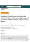Metformin Promotes the Hair-Inductive Activity of Three-Dimensional Aggregates of Epidermal and Dermal Cells Self-Assembled In Vitro