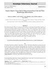 Equine Adipose Tissue Derived Stem Cells and Their Multilineage Differentiation