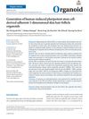 Generation of Human-Induced Pluripotent Stem Cell-Derived Adherent 3-Dimensional Skin Hair-Follicle Organoids