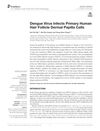 Dengue Virus Infects Primary Human Hair Follicle Dermal Papilla Cells