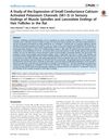 A Study of the Expression of Small Conductance Calcium-Activated Potassium Channels (SK1-3) in Sensory Endings of Muscle Spindles and Lanceolate Endings of Hair Follicles in the Rat