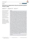 Mechanisms of Repigmentation Induced by Photobiomodulation Therapy in Vitiligo