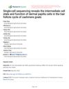 Single-Cell Sequencing Reveals the Intermediate Cell State and Function of Dermal Papilla Cells in the Hair Follicle Cycle of Cashmere Goats
