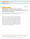 Mapping the Molecular and Structural Specialization of the Skin Basement Membrane for Inter-Tissue Interactions