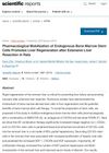 Pharmacological Mobilization of Endogenous Bone Marrow Stem Cells Promotes Liver Regeneration After Extensive Liver Resection in Rats