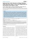 Epidermal Stem Cells Cultured on Collagen-Modified Chitin Membrane Induce In Situ Tissue Regeneration of Full-Thickness Skin Defects in Mice