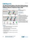 The Mesenchymal Niche of the Hair Follicle Induces Regeneration by Releasing Primed Progenitors from Inhibitory Effects of Quiescent Stem Cells