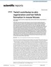 Twist2 Contributes to Skin Regeneration and Hair Follicle Formation in Mouse Fetuses