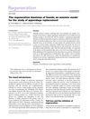 The Regeneration Blastema of Lizards: An Amniote Model for the Study of Appendage Replacement