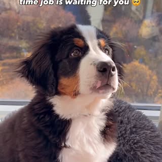 Work-life balance? 😅

#dogmomlife #doctorlife #bernesemountaindog #worklifebalance #dogsofinsta