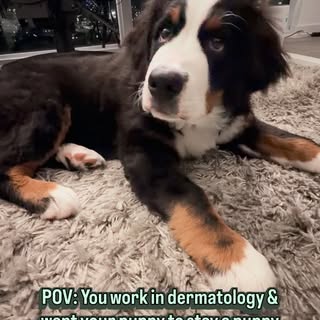 If staying a puppy were this easy 😅

(don’t worry… no needles were harmed in the making of this ree