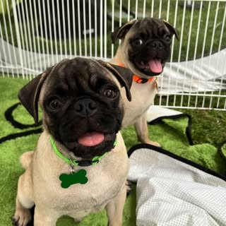 Three males available rehome and Fee $300. They’re looking for their forever home. Please reach out.
