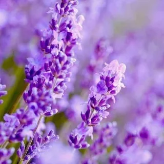 Plants that help to stimulate hair growth ! 👈👇😉

1-Lavender
This popular plant has antibacterial 
