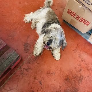 He encontrado este perrito 🐶 al lado del restaurante los molinos de (Crevillente, ) partida del cac