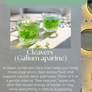 May calls for gentle cleansing 🌿
Cleavers is one of spring’s most supportive herbs, known for its a