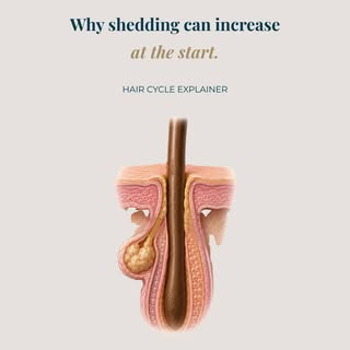 Two weeks into treatment and shedding more, not less? Here's the hair cycle explanation.

Hair shed 
