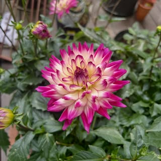 Robin’s Dahlia- Our pleasure is the unexpected Padparascha color!
#travelingdermatologist #derm2go #