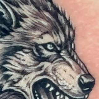 Strength. Instinct. Survival. 🐺

A wolf doesn’t ask for permission—it follows its own path.

This b