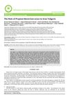 The Role of Propionibacterium Acnes in Acne Vulgaris