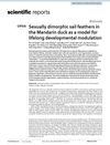 Sexually Dimorphic Sail Feathers in the Mandarin Duck as a Model for Lifelong Developmental Modulation