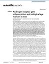 Androgen Receptor Gene Polymorphism And Biological Age Markers In Men