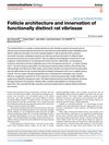 Follicle Architecture and Innervation of Functionally Distinct Rat Vibrissae