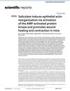 Salicylate Induces Epithelial Actin Reorganization via Activation of the AMP-Activated Protein Kinase and Promotes Wound Healing and Contraction in Mice