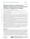 Regulatory Mechanisms of Natural Active Ingredients and Compounds on Keratinocytes and Fibroblasts in Mitigating Skin Photoaging